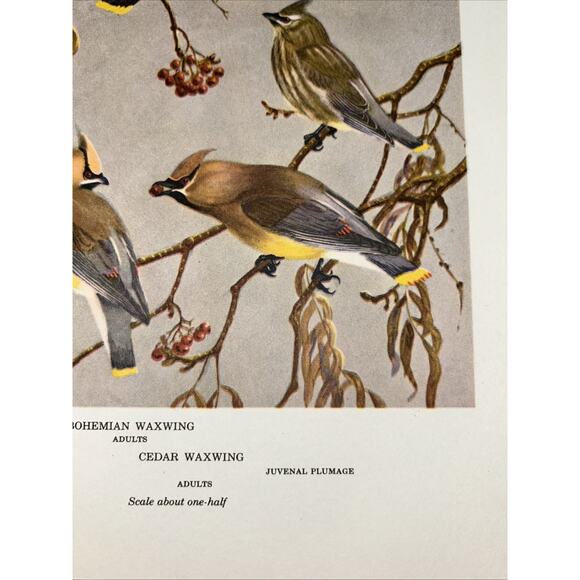 VTG Waxwing Bookplate Allan Brooks Lithograph Bird Portraits In Color - Picture 6 of 8